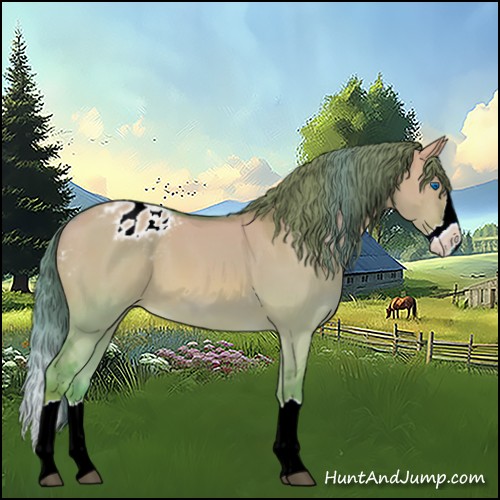 Horse Color:Watercolor Red Dun Splash Appaloosa 