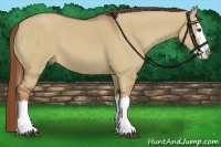 Horse Color:Red Dun Splash