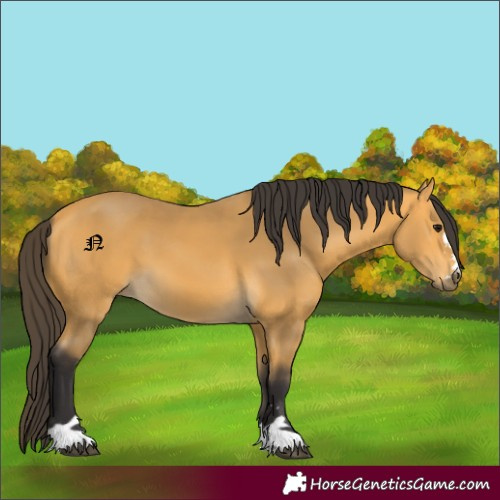 Horse Color:Buckskin 