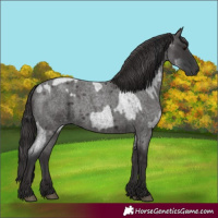 Horse Color:Blue Roan  and Smoky Blue Roan 