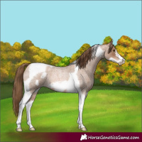 Horse Color:Liver Red Roan Pearl Tobiano Frame