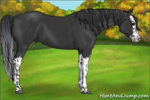 Horse Color:Black  and Black Splash 