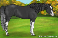 Horse Color:Black and Black Splash