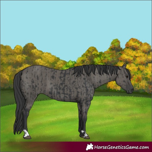 Horse Color:Black  and Grullo 
