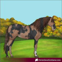 Horse Color:Black  and Classic Champagne 