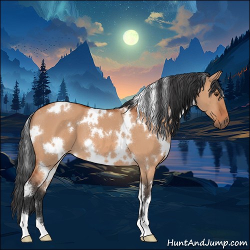 Horse Color:White Spotted Bay Dun