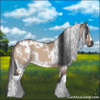 Horse Color:White Spotted Brown Dun