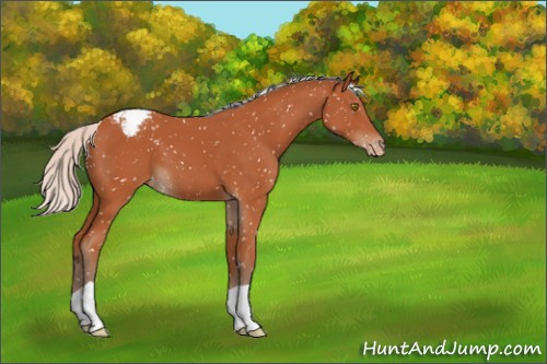 Horse Color:Silver Bay Appaloosa 