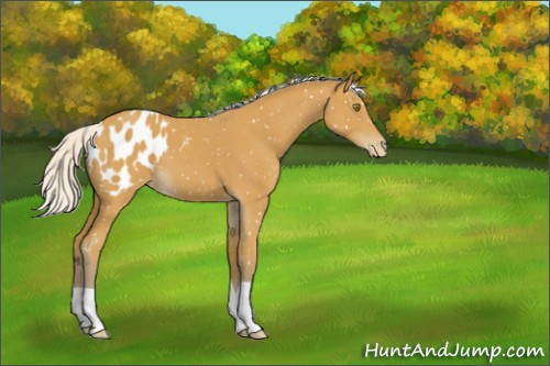 Horse Color:Silver Buckskin Appaloosa 