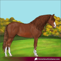 Horse Color:Chestnut 