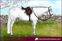 Horse Color:Gray Black  and Black 