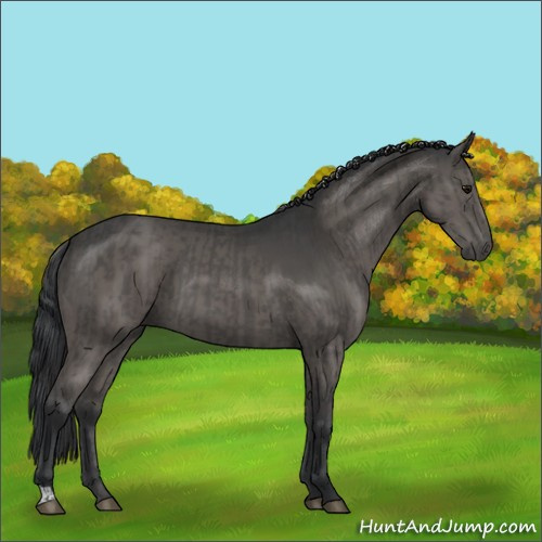 Horse Color:Black and Black