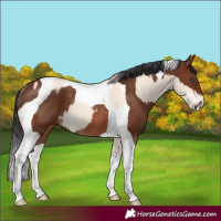 Horse Color:Perlino Rabicano  and Brown Tobiano Rabicano 