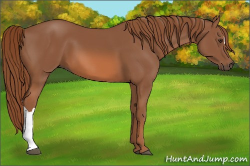 Horse Color:Chestnut 