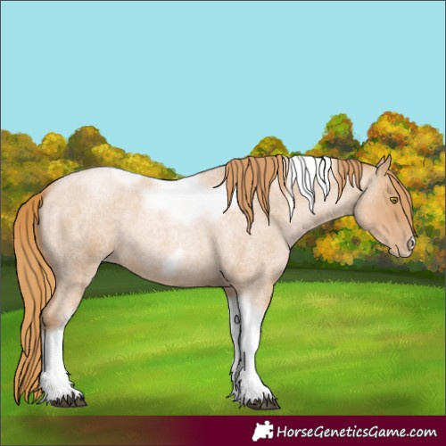 Horse Color:Red Roan Pearl Tobiano Frame 