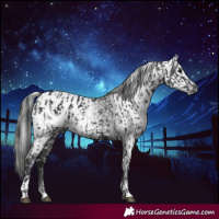 Horse Color:Black Appaloosa and Gray Black Appaloosa
