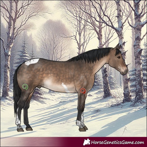Horse Color:Brown Dun Tobiano 