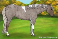 Horse Color:Silver Blue Roan Tobiano