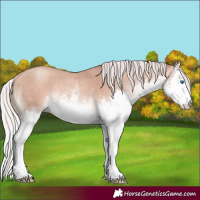 Horse Color:White Spotted Silver Sable Champagne Splash Rabicano