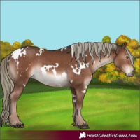 Horse Color:White Spotted Liver Chestnut Mushroom Rabicano 
