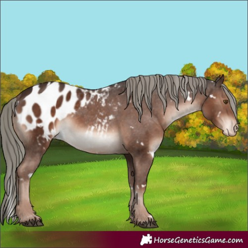 Horse Color:White Spotted Liver Chestnut Mushroom Appaloosa 