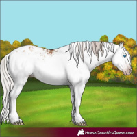 Horse Color:Gray White Spotted Silver Classic Champagne Splash Appaloosa Rabicano