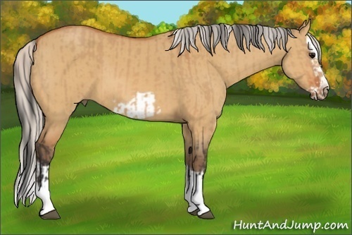 Horse Color:Bay Dun Splash Frame and Silver Bay Dun Splash Frame