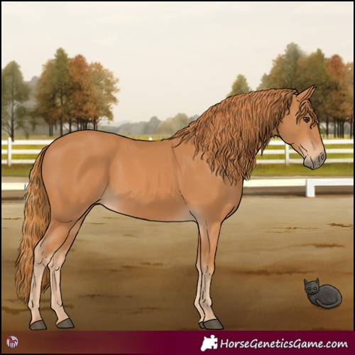 Horse Color:Chestnut 