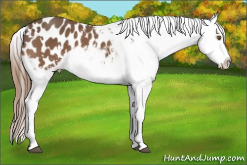 Horse Color:White Spotted Buckskin Appaloosa