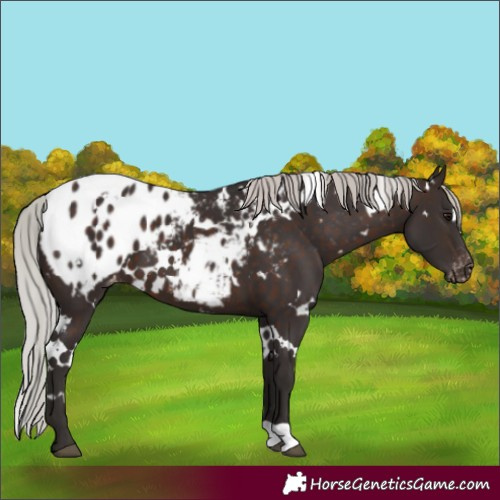 Horse Color:White Spotted Silver Brown Appaloosa 