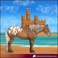 Horse Color:Gray Silver Amber Champagne Appaloosa 