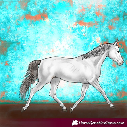 Horse Color:Black Blanket and Black Splash Blanket