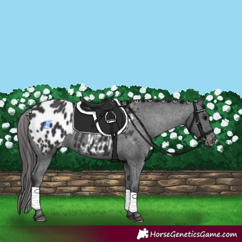 Horse Color:Black Appaloosa 