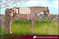 Horse Color:Chestnut Appaloosa