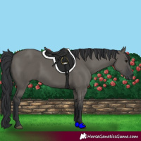 Horse Color:Grullo 