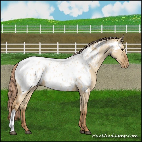 Horse Color:Red Dun Appaloosa 