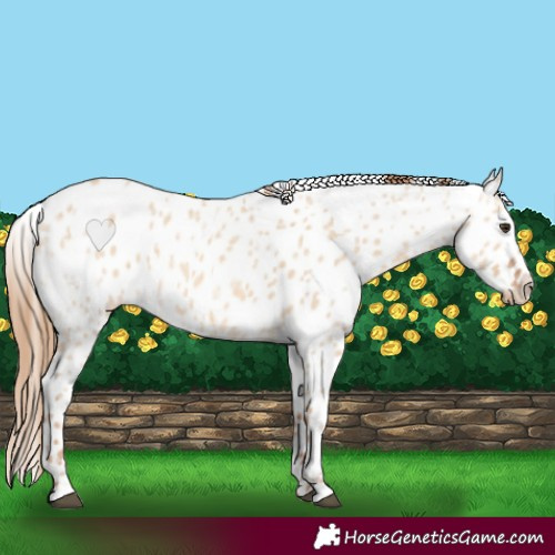 Horse Color:Red Dun Ice Leopard 