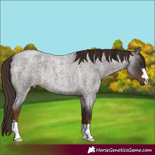 Horse Color:Liver Red Roan Rabicano