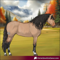 Horse Color:Bay Dun 