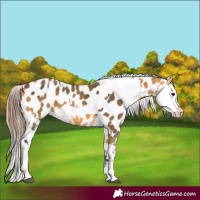 Horse Color:Bay Appaloosa  and Buckskin Appaloosa 