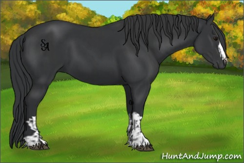Horse Color:Black and Black