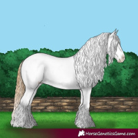 Horse Color:Chestnut Appaloosa 