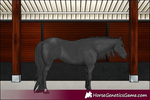 Horse Color:Black and Black
