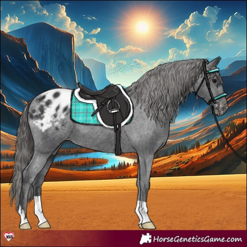 Horse Color:Black Appaloosa 