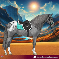 Horse Color:Black Appaloosa