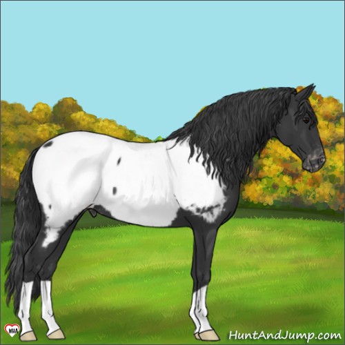 Horse Color:Black Appaloosa 
