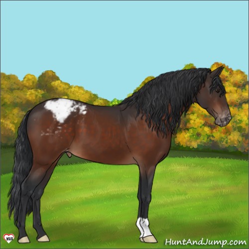Horse Color:Brown Appaloosa 