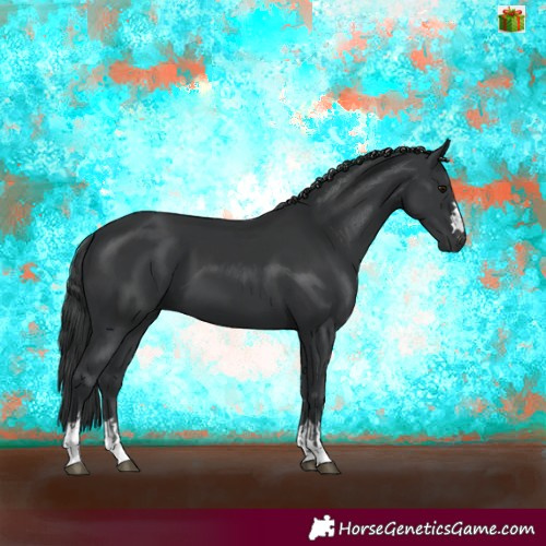 Horse Color:Black and Black