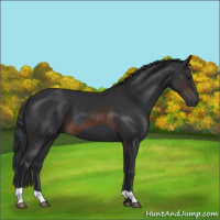 Horse Color:Black  and Brown 