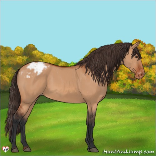 Horse Color:Brown Dun Appaloosa 